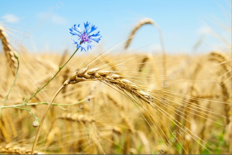 Lẽ Sống: Lúa Mì và Hoa Mồng Gà